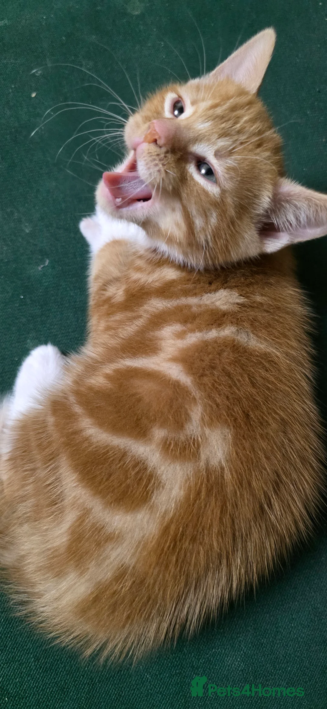 Mixed Breed cats for sale: Adorable Kitten Looking for a New Home - Advert 12