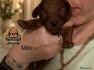 Toy Poodle dogs 5⭐️licensed ESPONJOSO tiny Half Asian Toy Poodle👑 - Advert 5