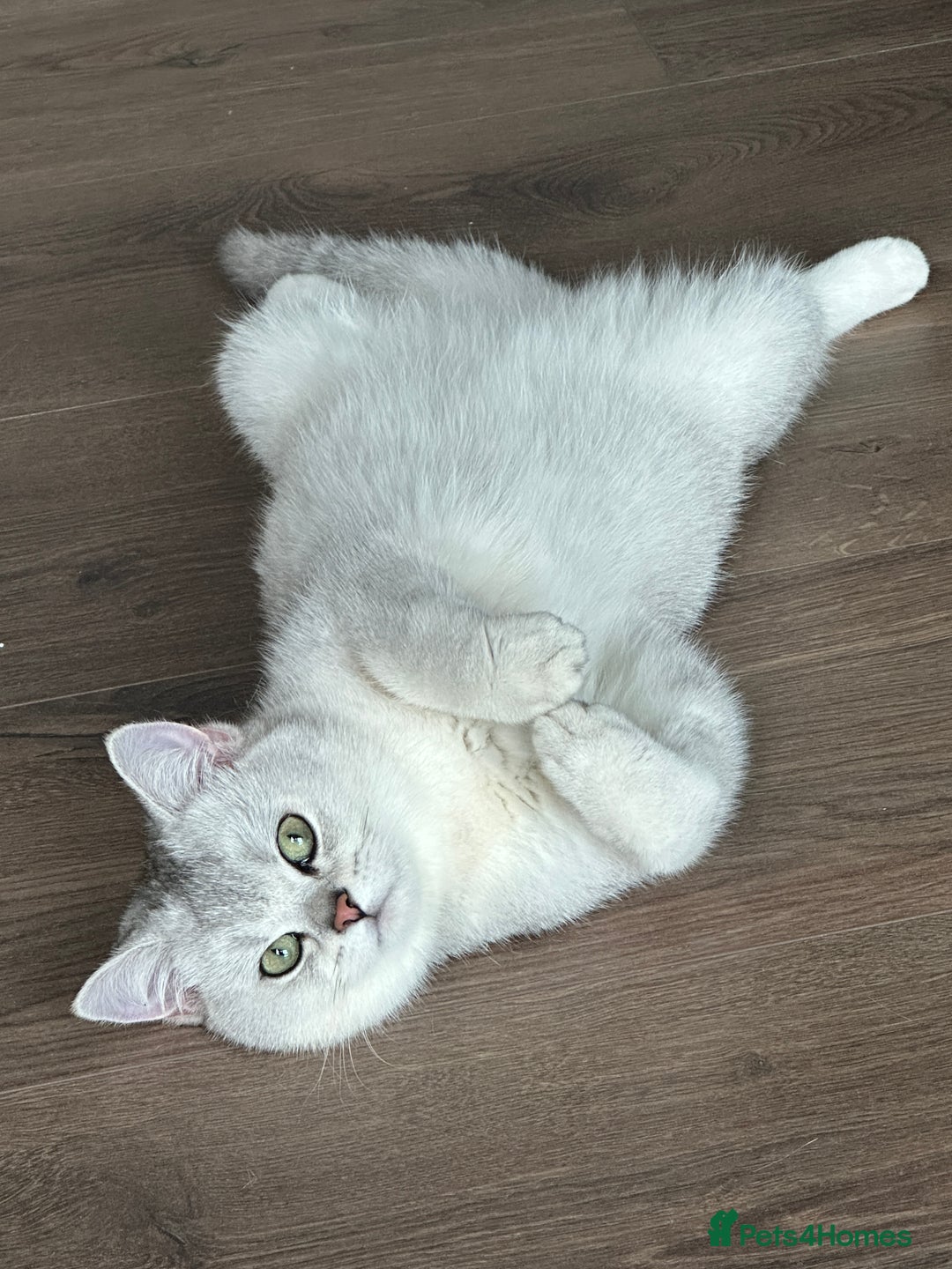 British Shorthair cats for sale: Affectionate Silver Chinchilla British Shorthair - Image 7
