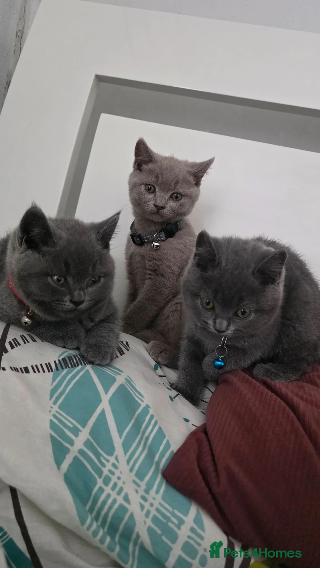 British Shorthair cats for sale: PEDIGREE BSH SHORT HAIR - Advert 2