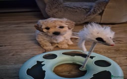 Mixed Breed dogs for sale: *** STUNNING WESTIEPOO PUPS*** - Image 8