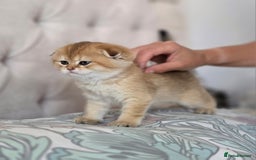 Scottish Fold cats for sale: Pure Scottish fold / straight kittens  - Image 4