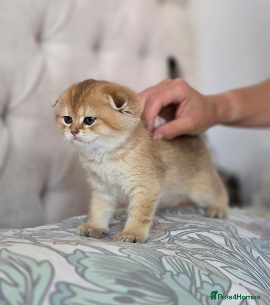 Scottish Fold cats for sale: Pure Scottish fold / straight kittens  - Image 4