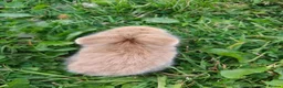Mixed Breed rabbits for sale: Beautiful Lionhead Dwarf Baby Rabbits - Advert 4
