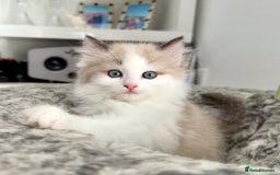 Ragdoll cats for sale: Loving Ragdoll kittens - Image 5
