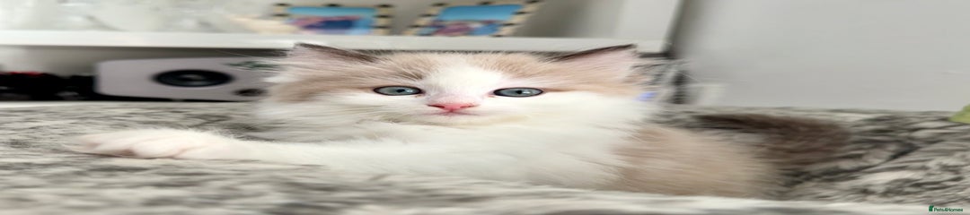 Ragdoll Kitten 1 