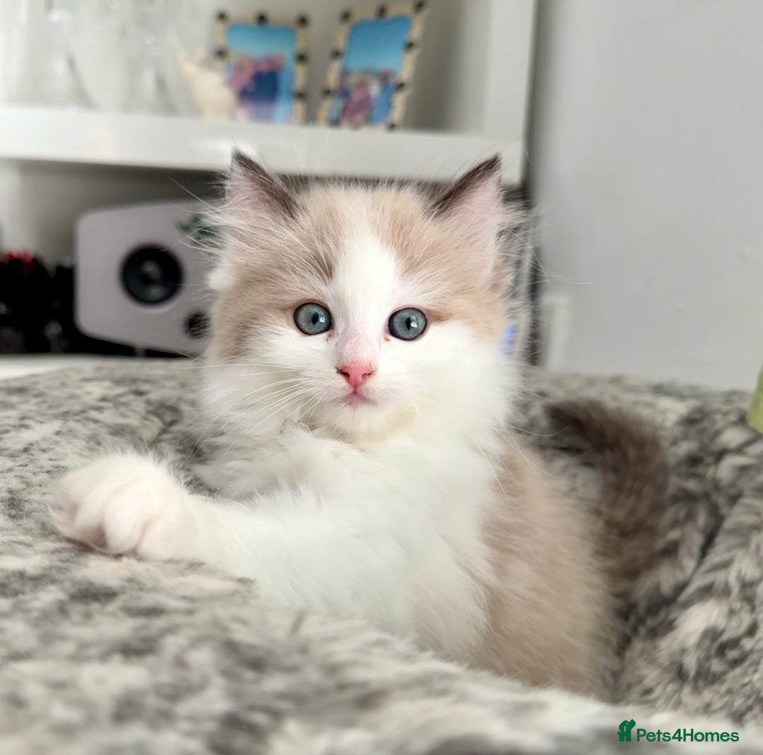 Ragdoll cats for sale: Loving Ragdoll kittens - Image 5