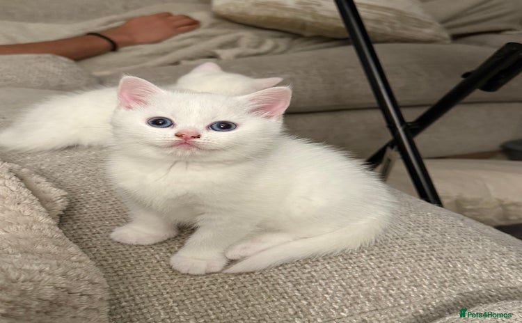 British Shorthair cats - Advert 3