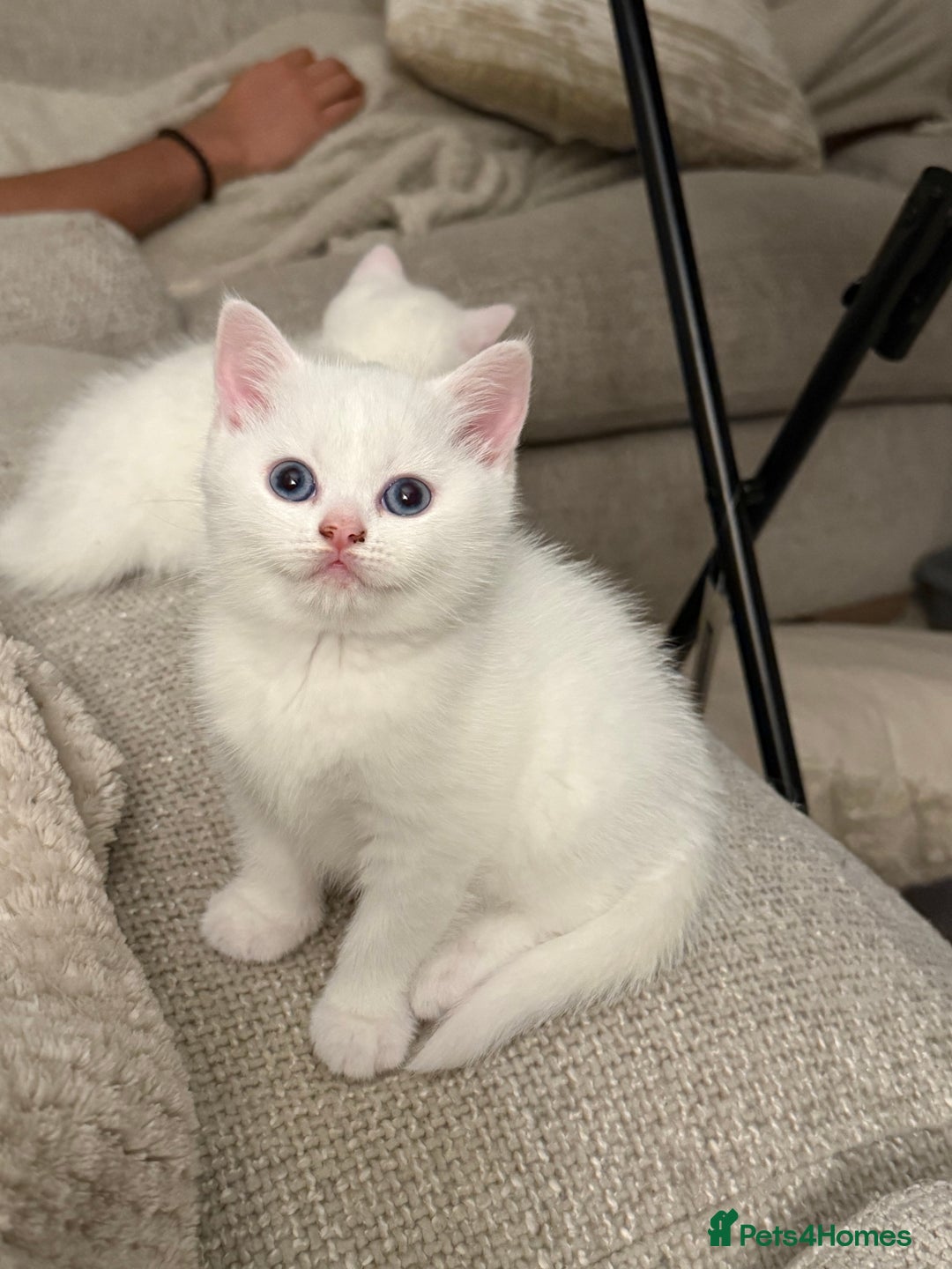 British Shorthair cats for sale: Beautiful rare colour BSH kittens  - Image 1