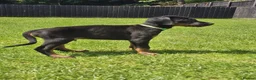 Dobermann dogs for sale: ☆☆Ready to leave Today  Black Doberman Puppies☆☆ - Advert 23