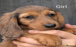 Miniature Dachshund dogs for sale: Mini dachshund puppies - Image 9