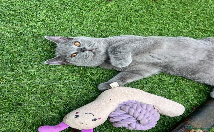 British Shorthair cats - Advert 1