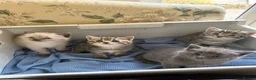 Mixed Breed cats for sale: Beautiful Siberian Mix Kittens  - Advert 10