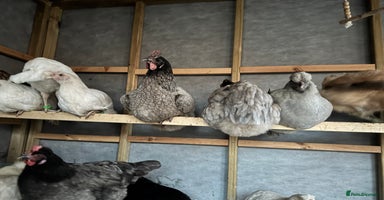 Chickens poultry - Advert 6