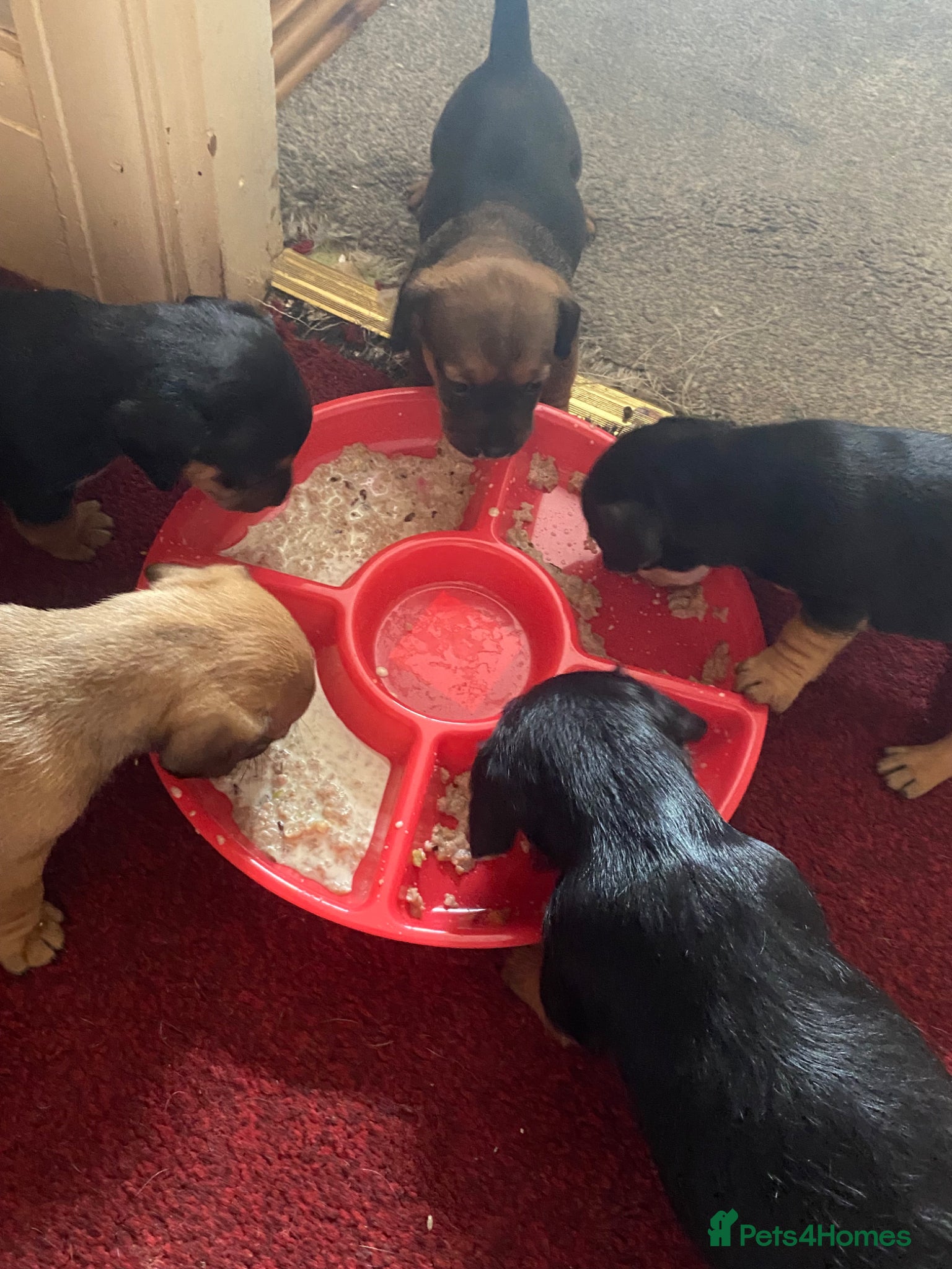 Mixed Breed dogs Jackshund puppies  - Advert 17