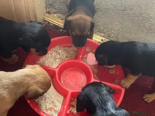 Mixed Breed dogs Jackshund puppies - Advert 5