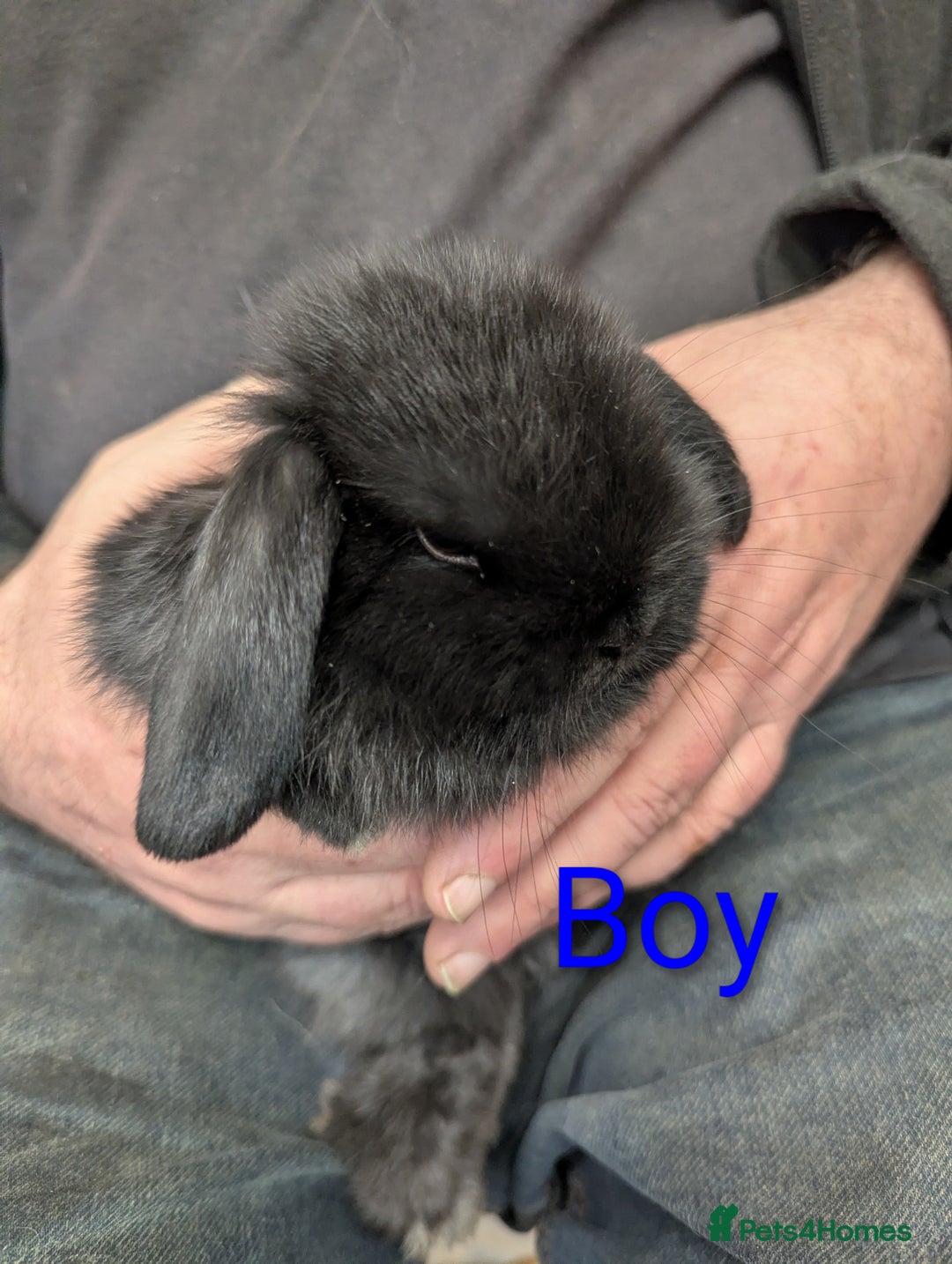 Mini Lop rabbits for sale: Very friendly mini lops! Perfect house bunnies!  - Advert 5