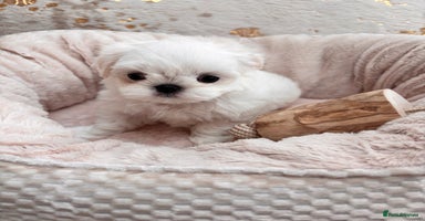Maltese dogs - Advert 3