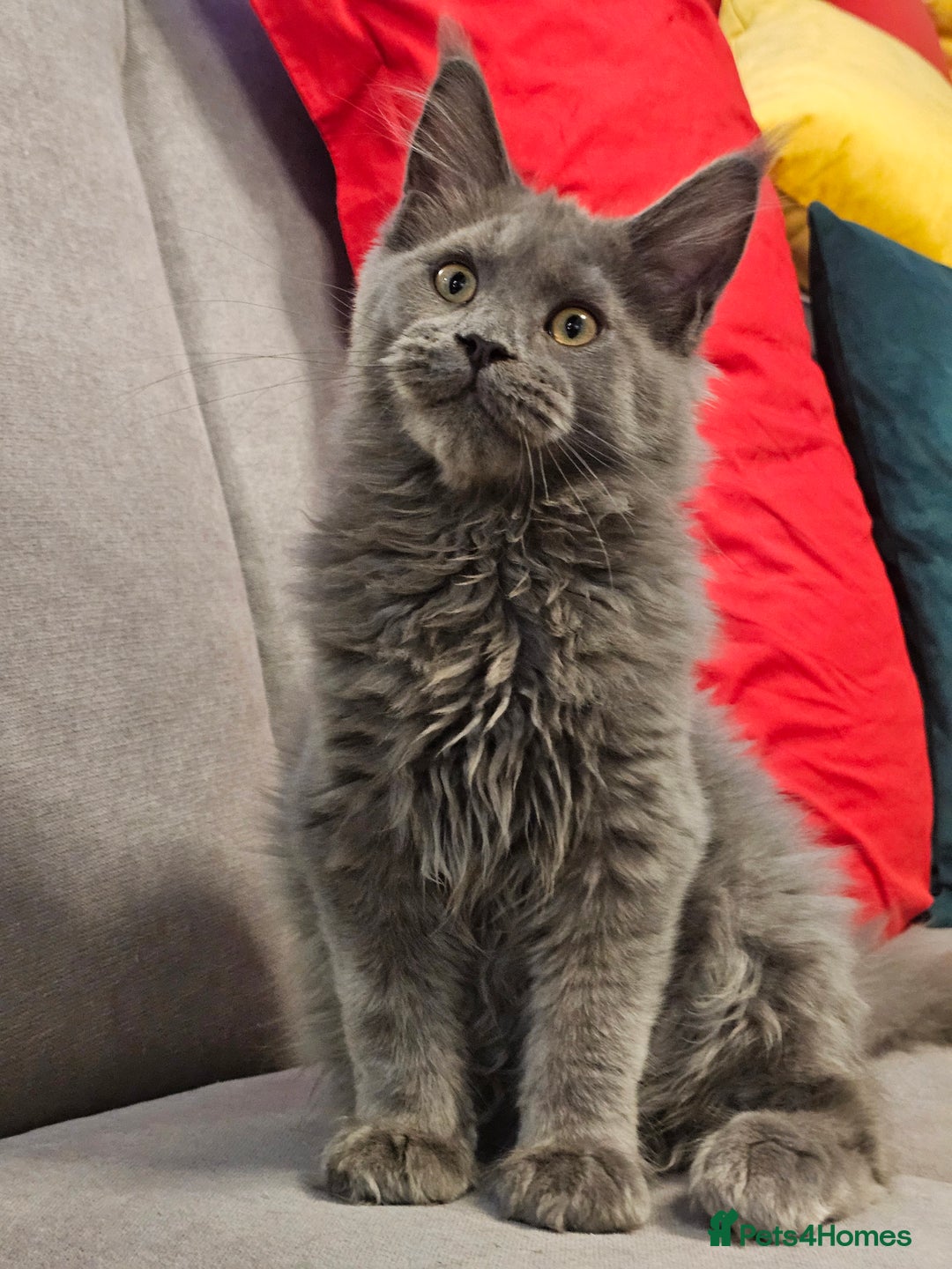 Maine Coon cats for sale: 🔥*Stunning Litter of 8💎Solid Blue Maine Coon*🔥  - Image 24