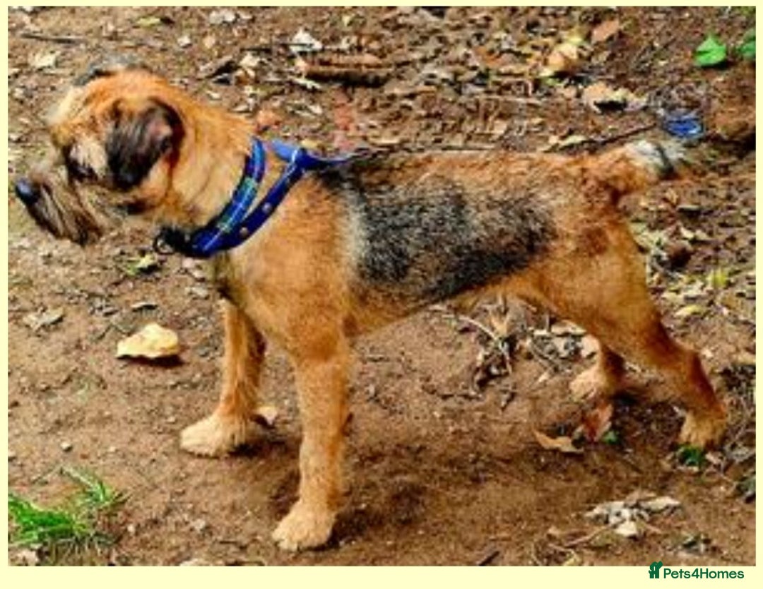 Border Terrier dogs for sale: Border Terrier Puppies - Advert 14