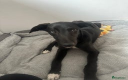 Lurcher dogs for sale: Lurcher dog for sale - Image 6