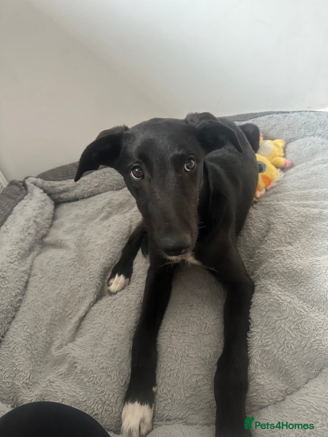 Lurcher dogs for sale: Lurcher dog for sale - Image 6