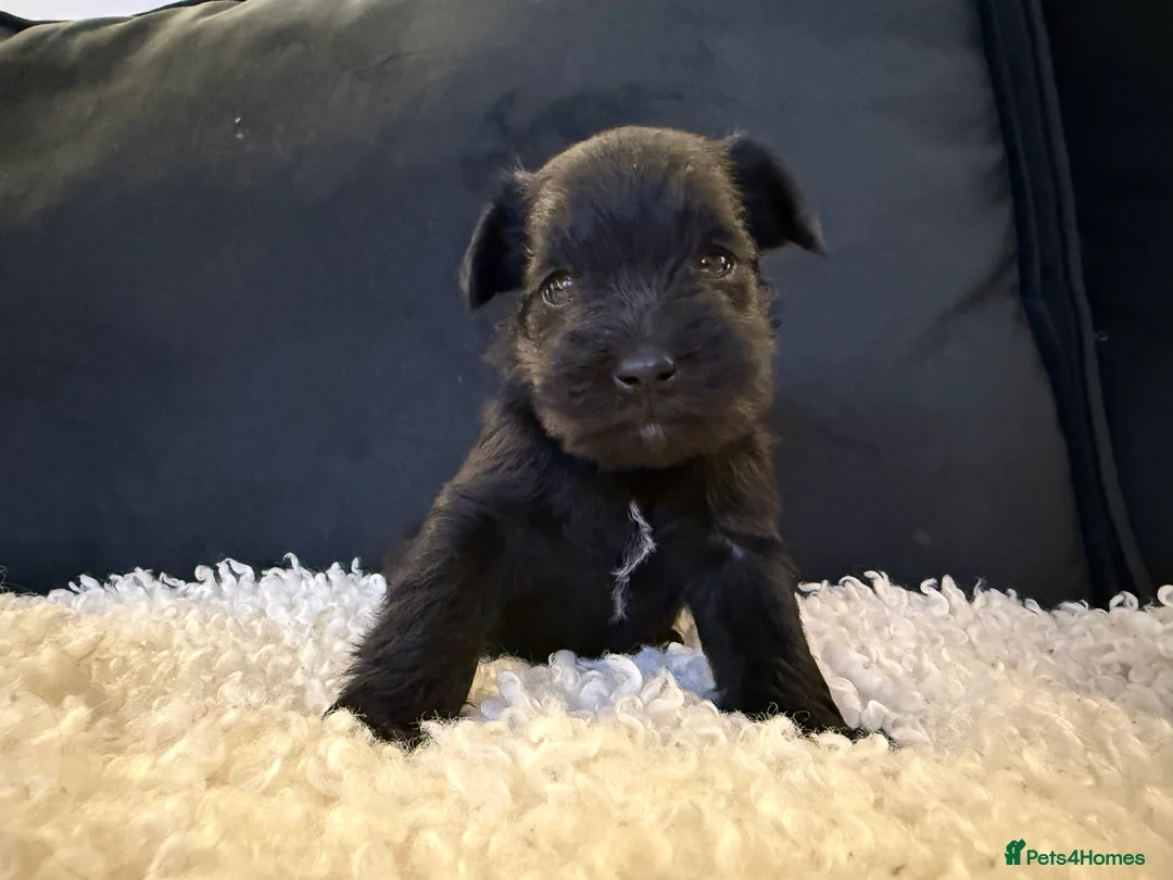 Miniature Schnauzer dogs for sale: Miniature schnauzers  - Advert 2