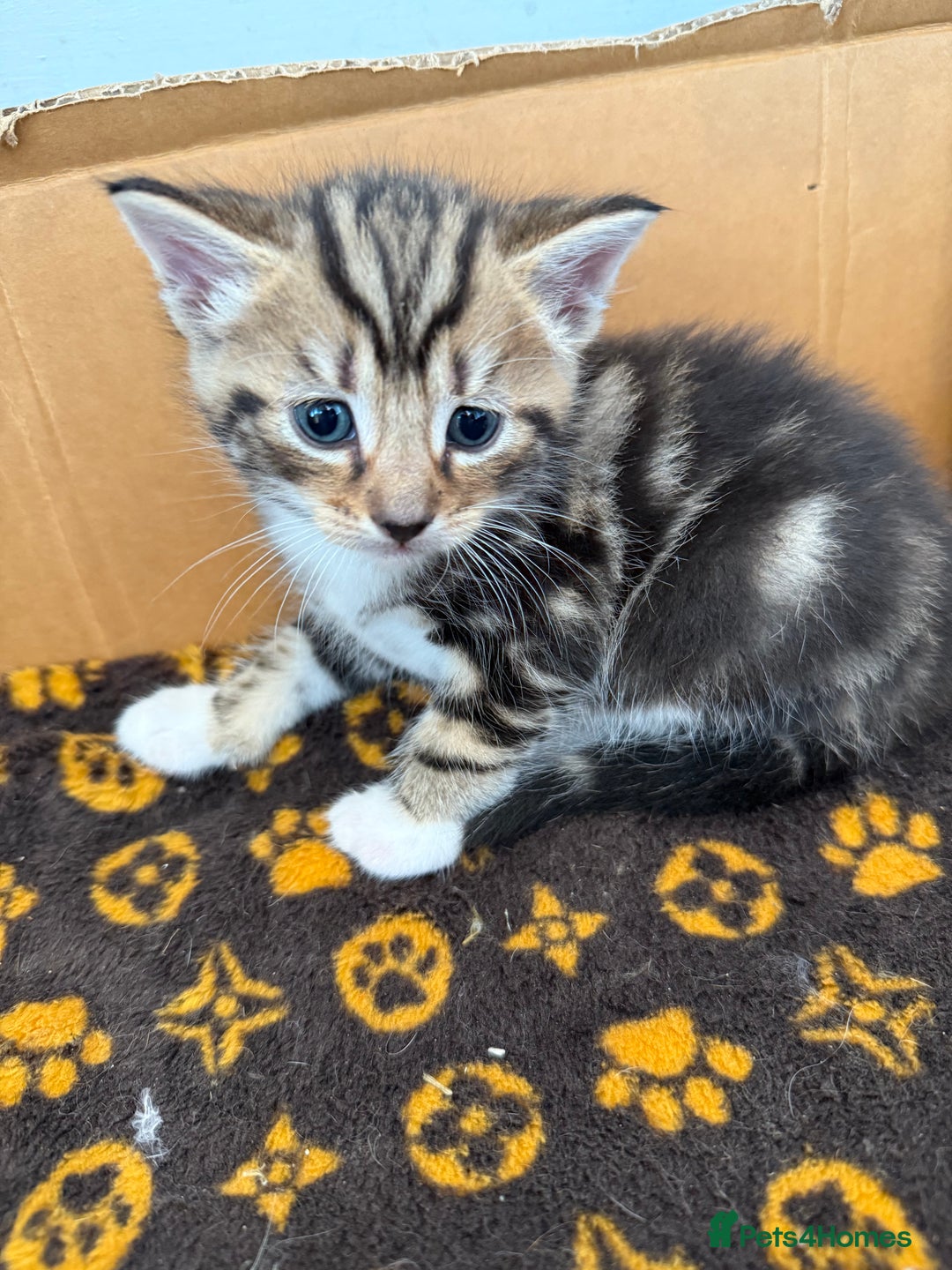 Mixed Breed cats for sale: Mixed Breed Grey and Tabby Kittens - Image 11