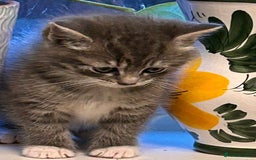 Ragdoll cats for sale: Ragdoll cross kittens  - Image 6