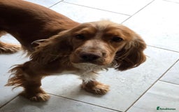 Cocker Spaniel dogs for sale: Male cocker spaniel  - Image 5