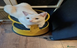 Turkish Angora cats for sale: Mr.Oleksii - Image 4