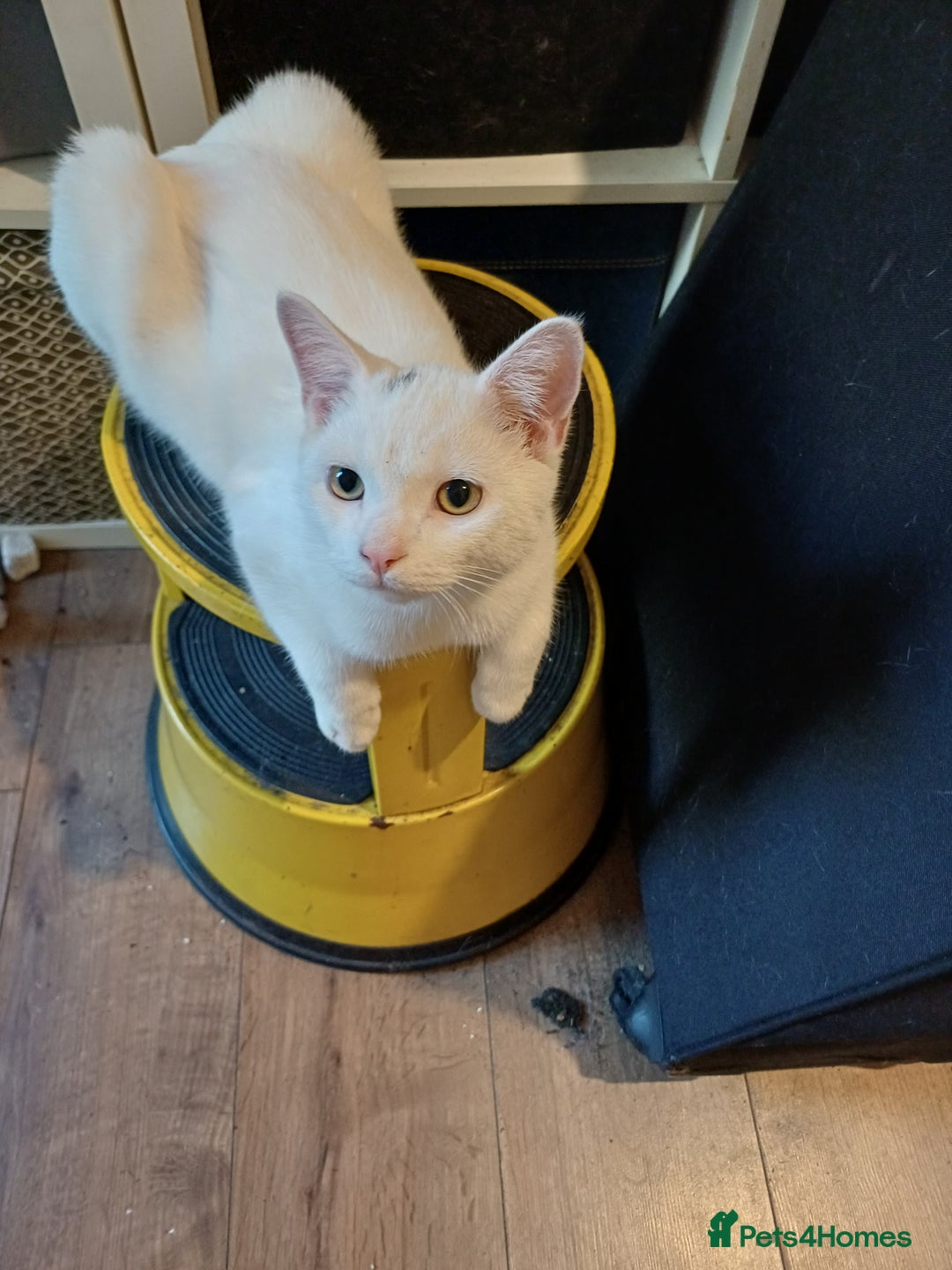 Turkish Angora cats for sale: Mr.Oleksii - Image 4
