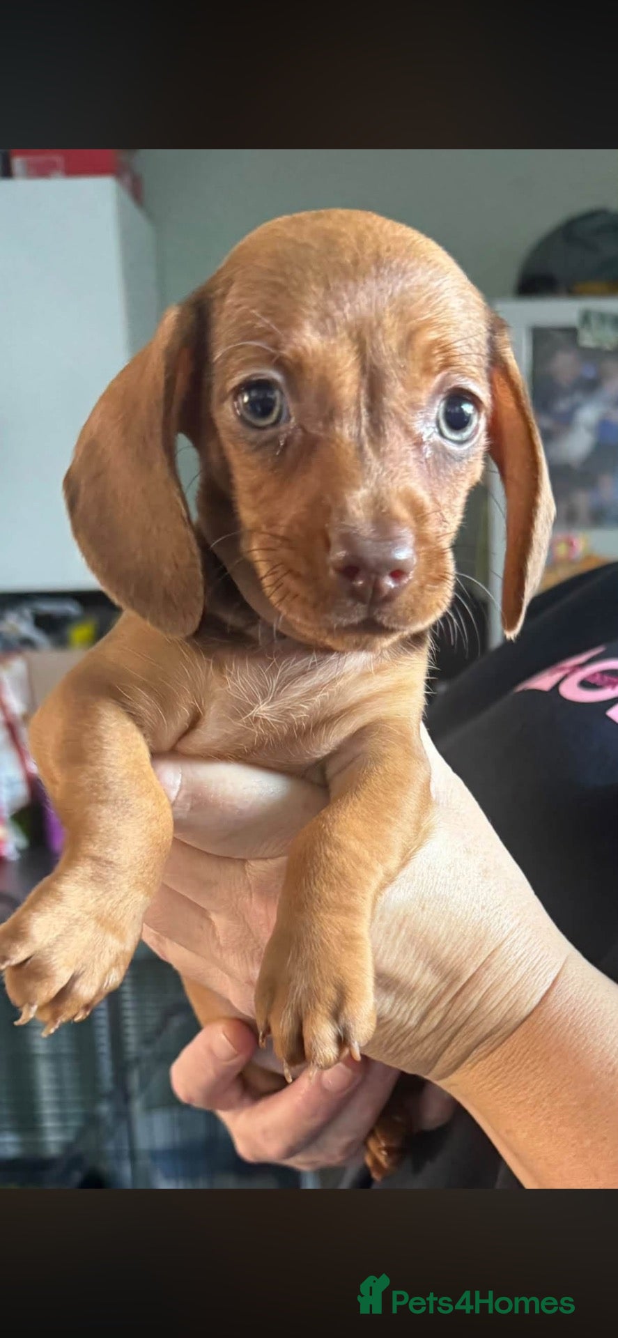 Dachshund dogs for sale: 1 girl left Miniature dachshund - Advert 1