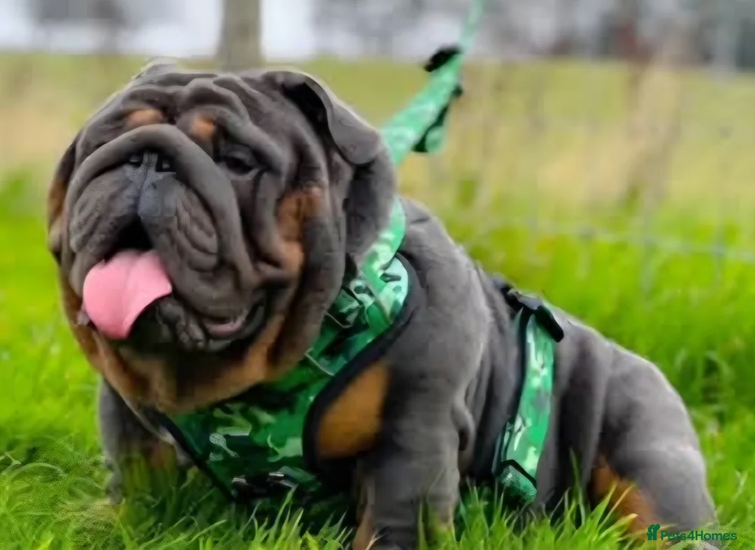 English Bulldog dogs for sale: Posherbulls😍GORILLA X FIFI😍 - Advert 1