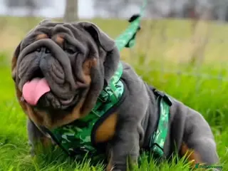 English Bulldog dogs Posherbulls😍GORILLA X FIFI😍 - Advert 7