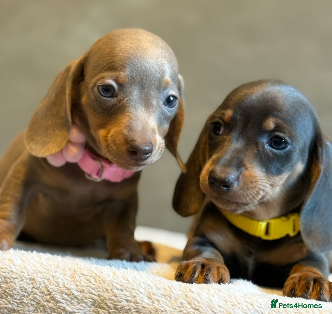 Miniature Dachshund dogs for sale: KC Reg Miniature Dachshund Puppies  - Image 24