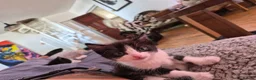 Mixed Breed cats for sale: Kittens for sale  - Advert 6