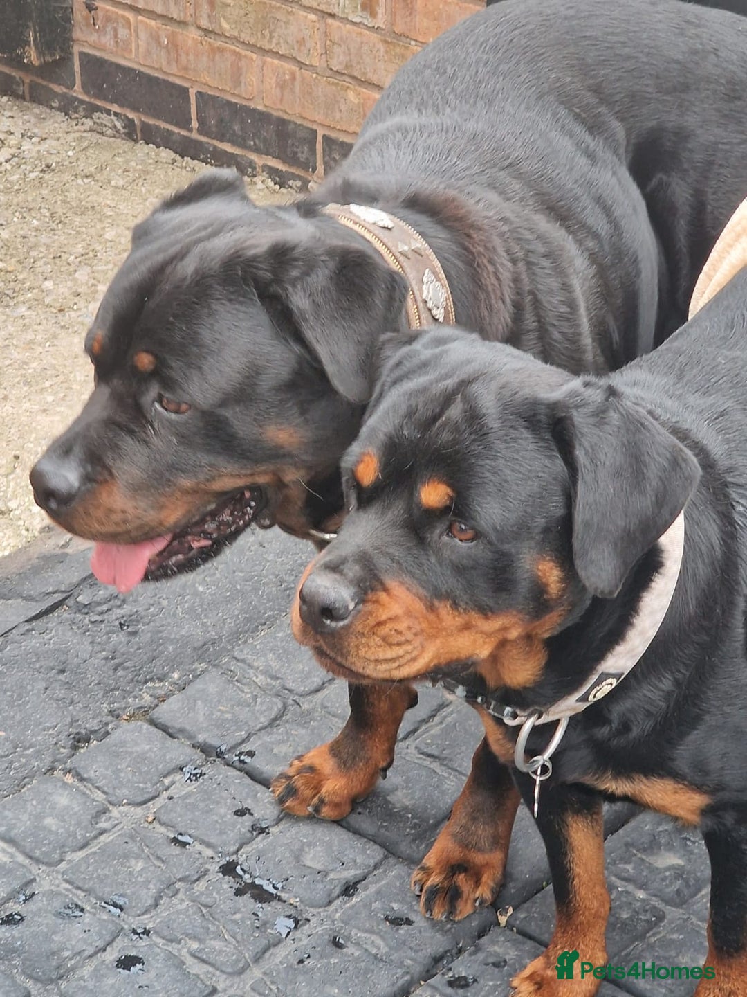 Rottweiler dogs for sale: Chunky Rottweiler Puppies DUE SOON  - Image 2