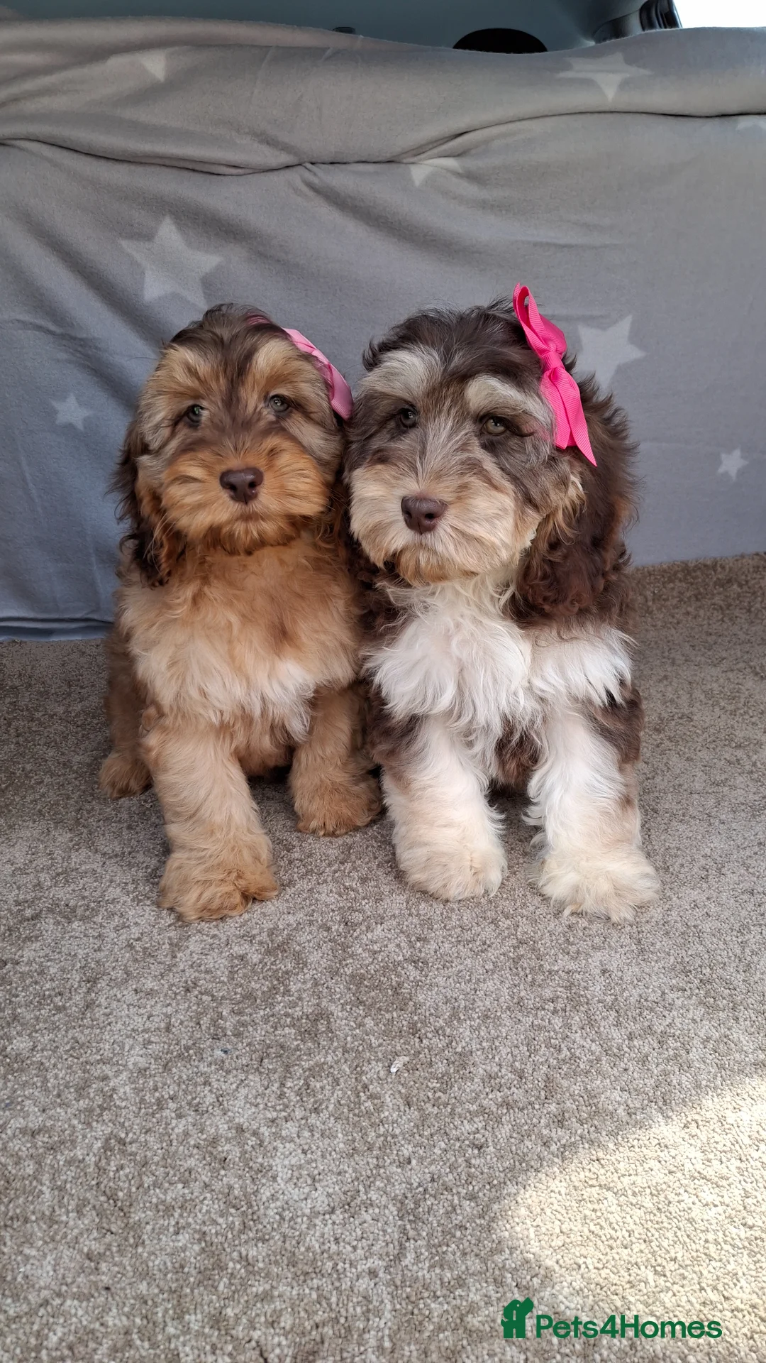 Cockapoo dogs for sale: Gorgeous cockapoo puppies, health tested parents. - Advert 1