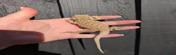 Bearded Dragon reptiles for sale: Baby bearded dragons - Advert 15