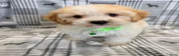 Maltipoo dogs for sale: Happy,loving affectionate Health Tested Maltipoo’s - Advert 10