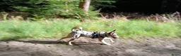 Border Collie dogs for sale: Blue Merle Border Collie in Camberley - Advert 10