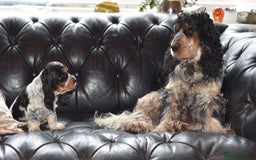Cocker Spaniel dogs for sale: Cocker Spaniel - Show type - the calm type - Image 19