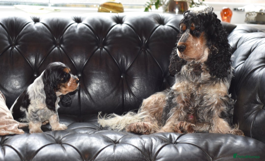 Cocker Spaniel dogs for sale: Cocker Spaniel - Show type - the calm type - Image 19