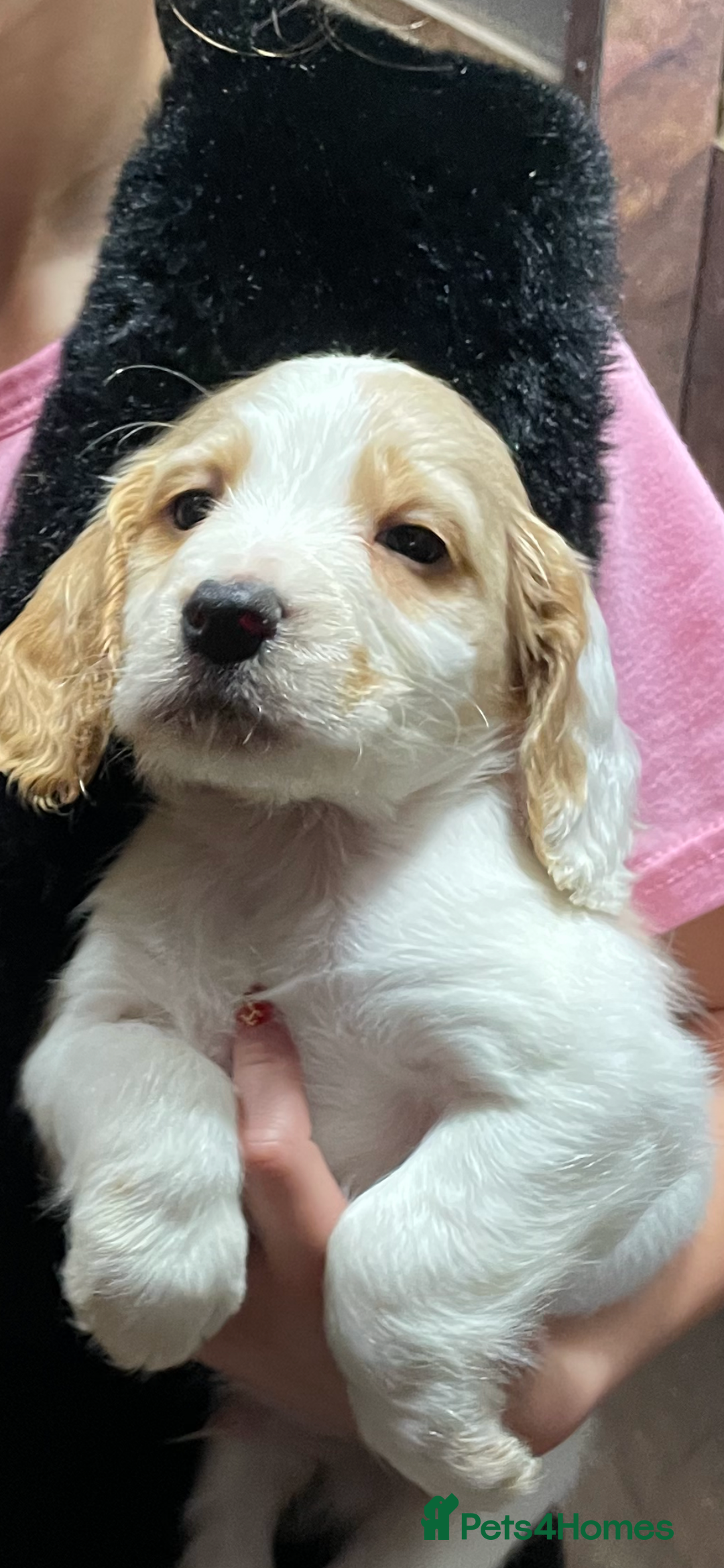 Cocker Spaniel dogs for sale: Cocker Spaniel Puppies - Advert 10