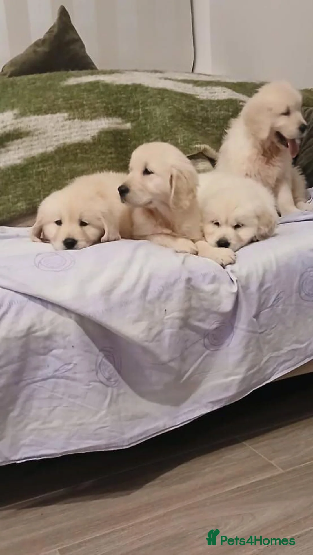 Golden Retriever dogs for sale: GOLDEN RETRIEVER PUPPIES TO GO  in Rossendale - Advert 2