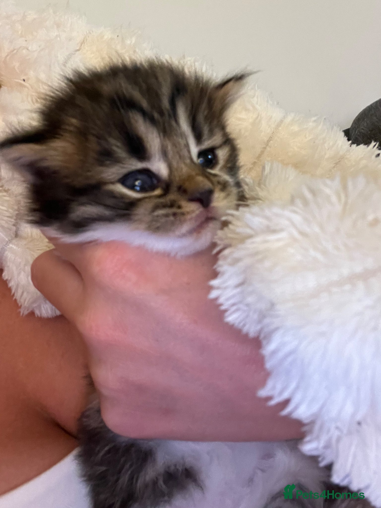 Mixed Breed cats 3 gorgeous male kittens  - Advert 3