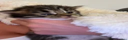 Mixed Breed cats for sale: 3 gorgeous male kittens  - Advert 1
