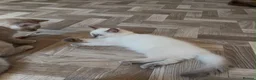 Ragdoll cats for sale: 🌟LAST GIRL RAGDOLL KITTEN🌟 - Advert 2