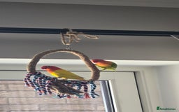 Lovebirds birds for sale: Pair of 7 months lutino lovebirds - Image 2